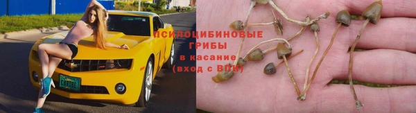 прущие грибы Алексин